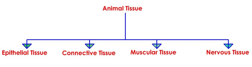 SCIENCE CHAPTER 6 TISSUES