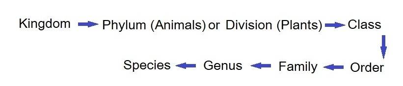 MCQ Diversity in Living Organisms - Hierarchy of Classification Groups