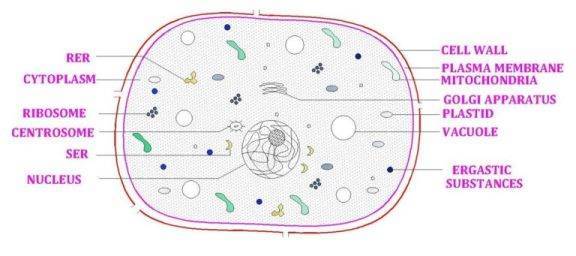 MCQ The Fundamental Unit of Life - Eukaryotic Cell