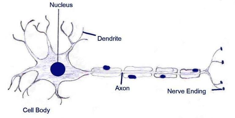 MCQ Tissues | Online Test | NCERT Class 9 Science | 9thscience