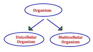 The Fundamental Unit of Life - Classification of Organism